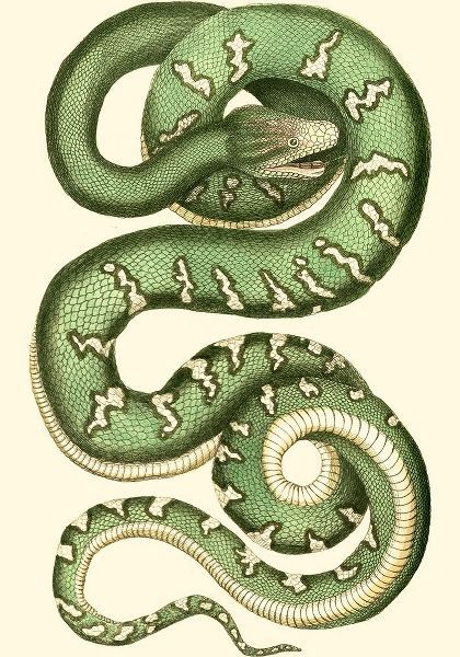 Vibrant Snake I