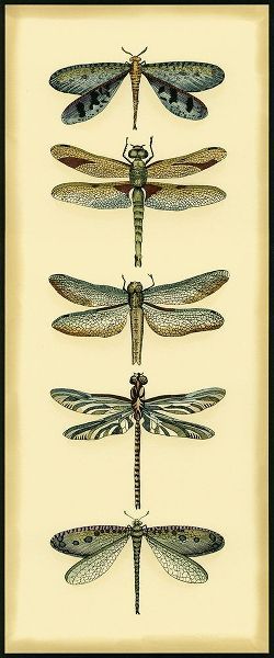 Small Dragonfly Collector I