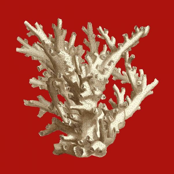 Small Coral on Red I