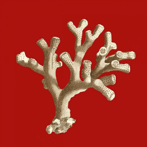 Small Coral on Red II