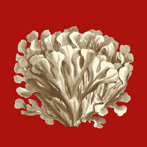 Small Coral on Red III