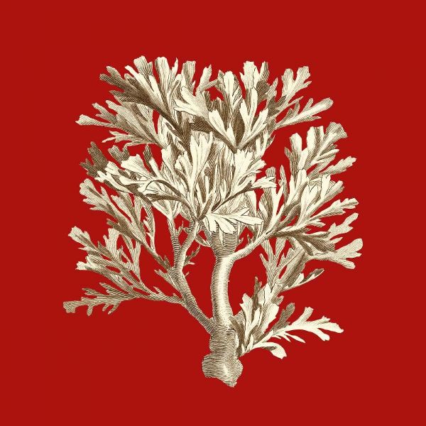 Small Coral on Red IV