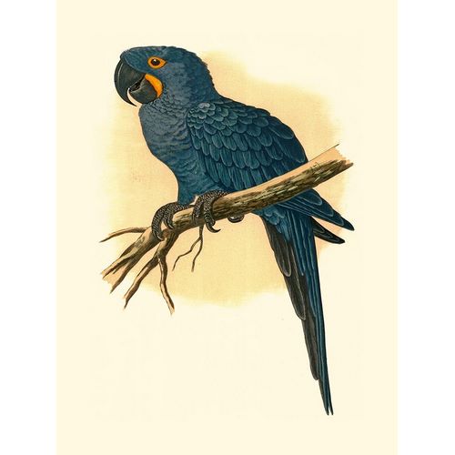 Unknown  아티스트의 Hyacinthine Macaw 작품