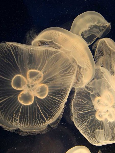Graphic Jellyfish I