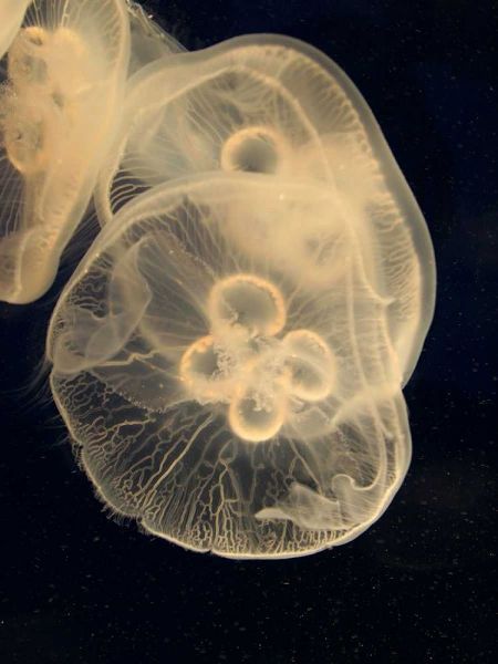 Graphic Jellyfish II