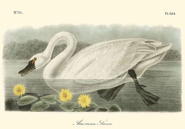American Swan