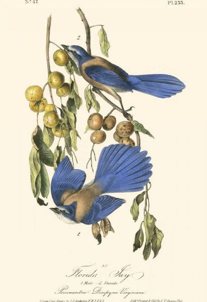 Audubon Florida Jays