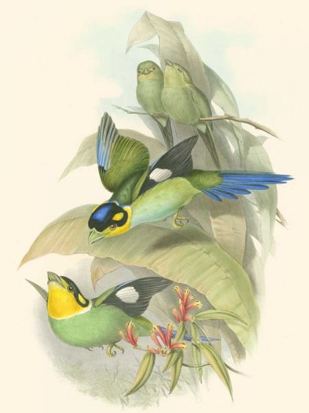 Small Birds of Tropics I