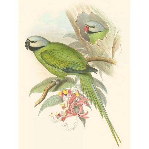 Small Birds of Tropics II