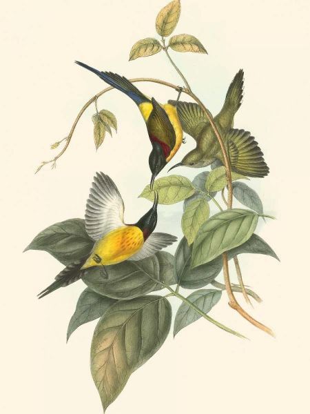 Small Birds of Tropics IV