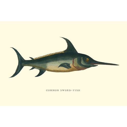 Common Sword-Fish