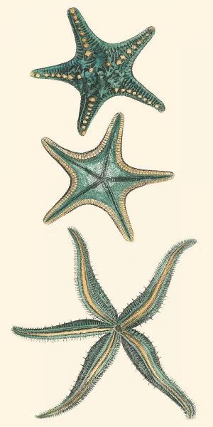 Aquamarine Starfish I