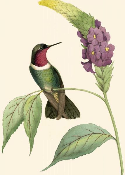 Delicate Hummingbird IV