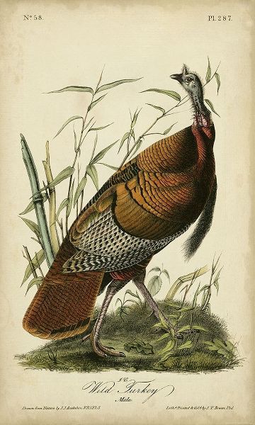 Audubon Wild Turkey