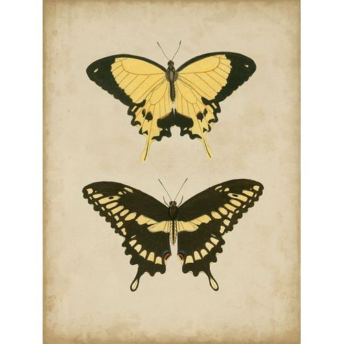 Antique Butterfly Pair I
