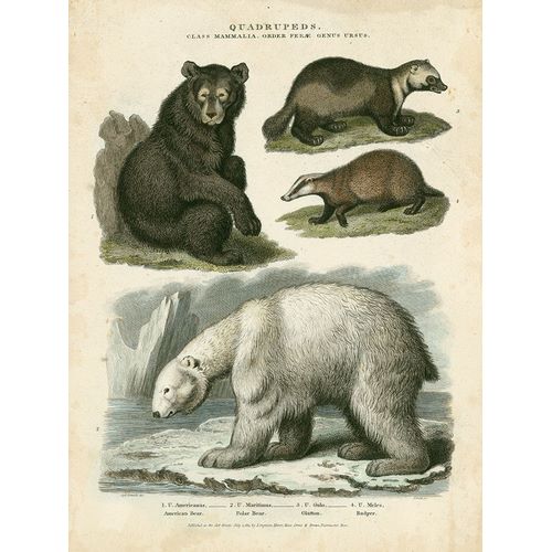 Brown Bear and Polar Bear