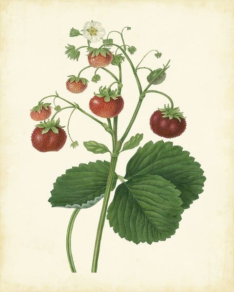 Plantation Strawberries I