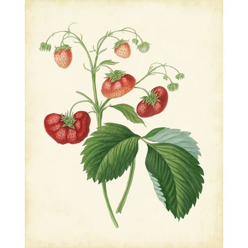 Plantation Strawberries II