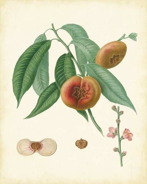 Plantation Peaches II