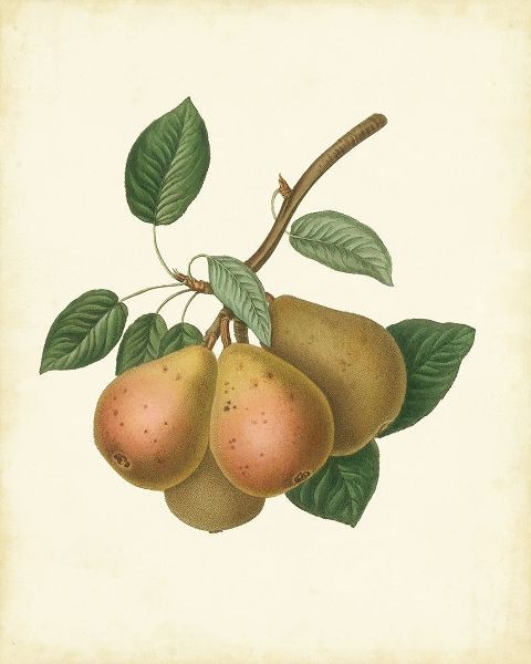Plantation Pears I