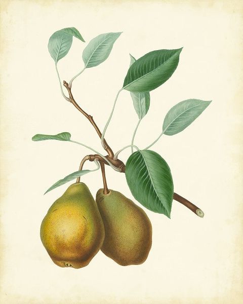 Plantation Pears II
