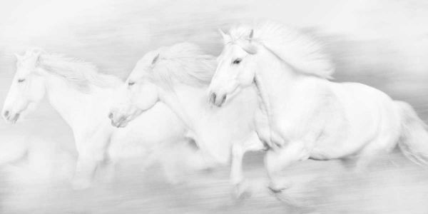 All the White Horses