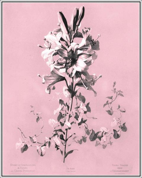 Dussurgey Lilium on Pink