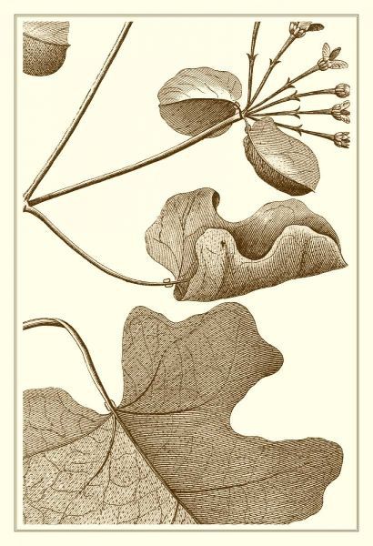 Cropped Sepia Botanical I