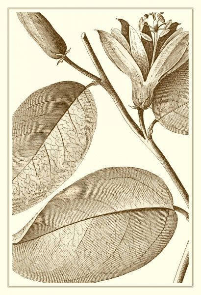 Cropped Sepia Botanical II
