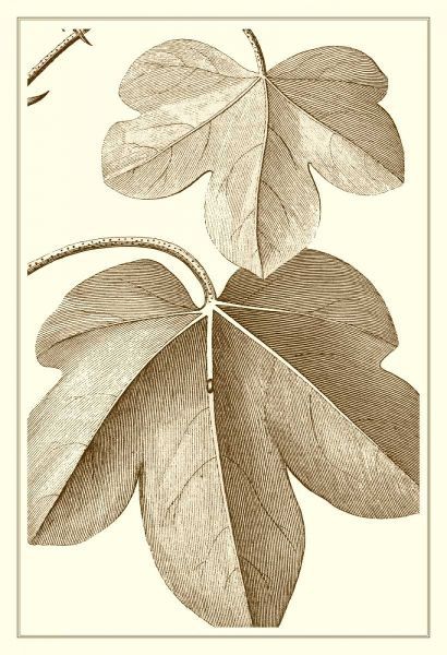 Cropped Sepia Botanical III