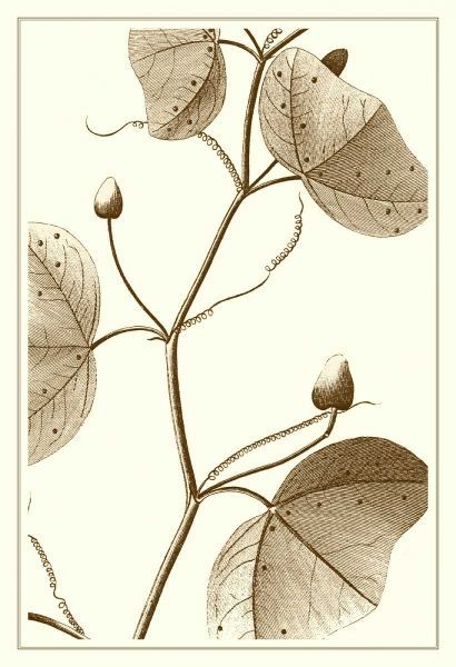 Cropped Sepia Botanical IV