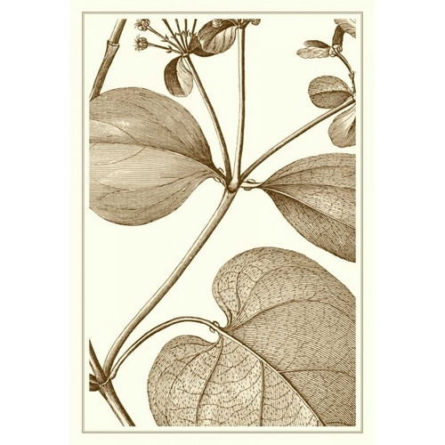 Cropped Sepia Botanical V