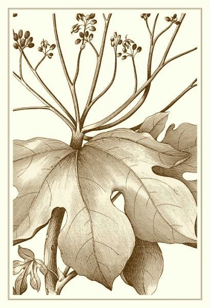 Cropped Sepia Botanical VI