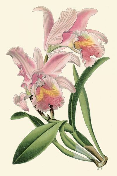 Delicate Orchid III