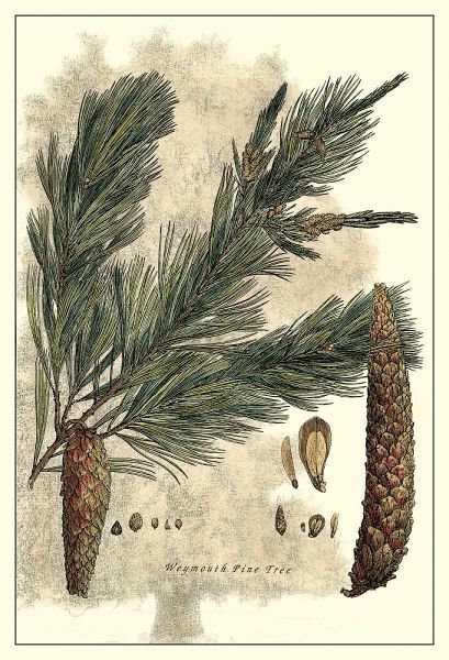 Antique Weymouth Pine Tree