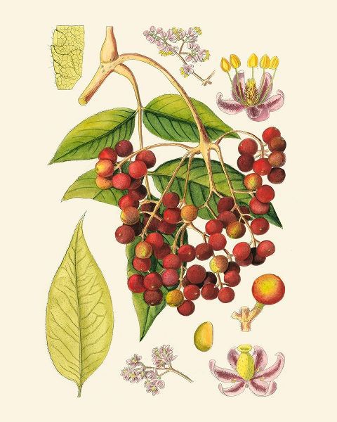 Crimson Berries IV