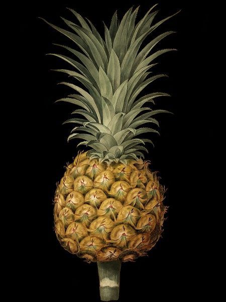 Brookshaw, George 작가의 Brookshaw Exotic Pineapple II 작품