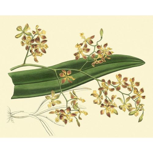 Antique Orchid Study II