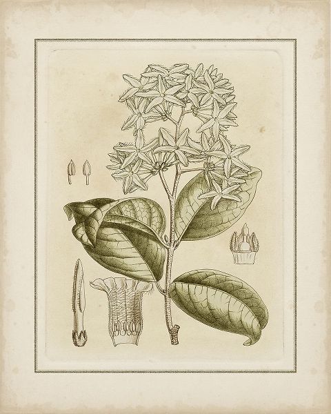 Tinted Botanical III
