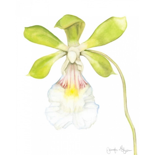 Orchid Beauty I