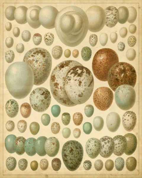 Vintage Bird Eggs I
