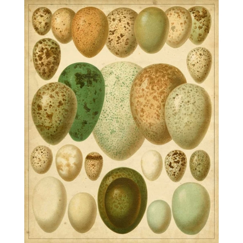 Vintage Bird Eggs II
