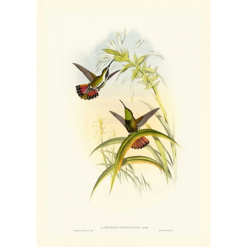 Gould Hummingbird I