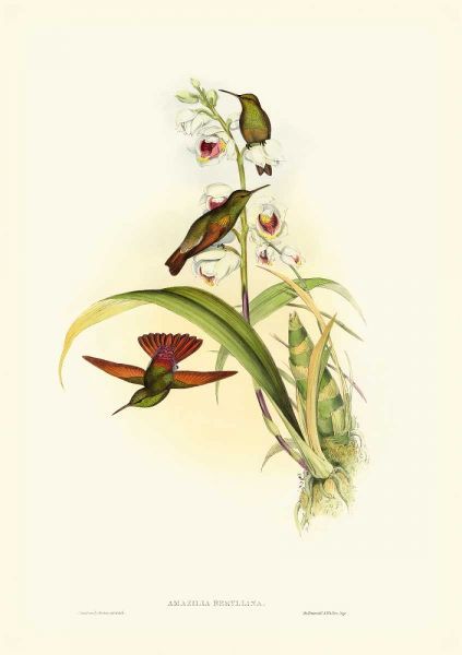 Gould Hummingbird II