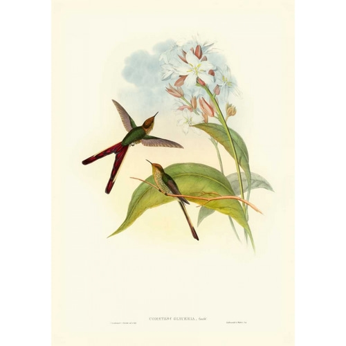 Gould Hummingbird III
