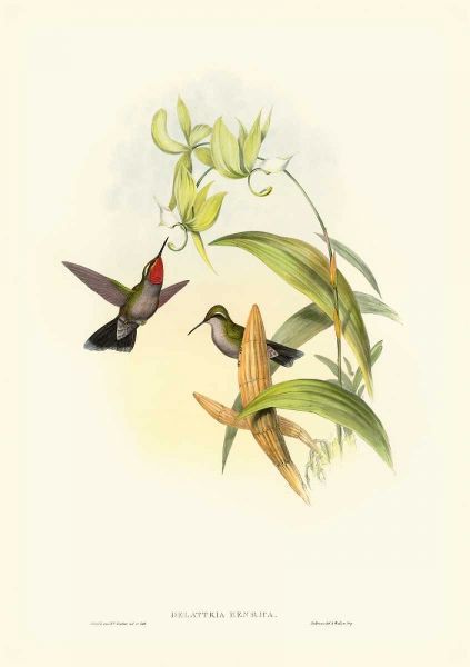 Gould Hummingbird IV