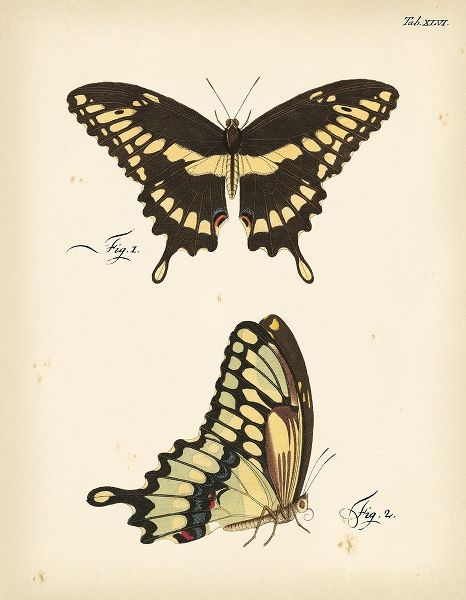 Butterfly Profile I