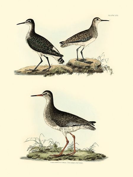 Selby, John 작가의 Selby Sandpipers II 작품