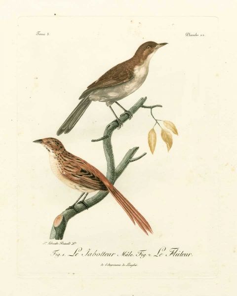 Antique French Birds I