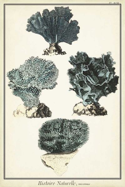 Coral Species I